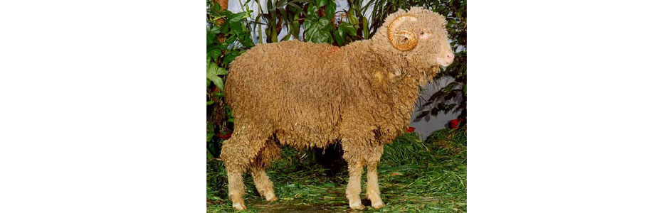 merino