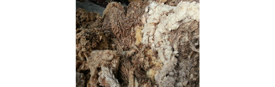 Merinos