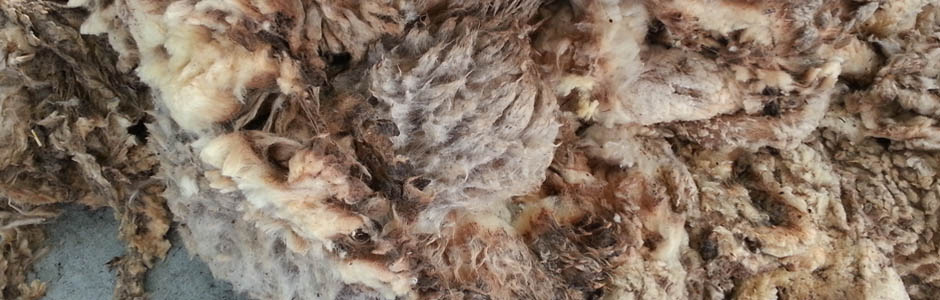 Merinos